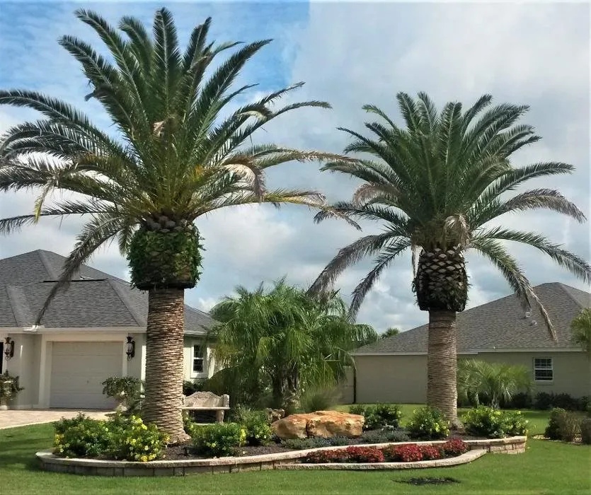 Expert lawn care service experts serving Lady Lake, FL - Village Palms Landscaping