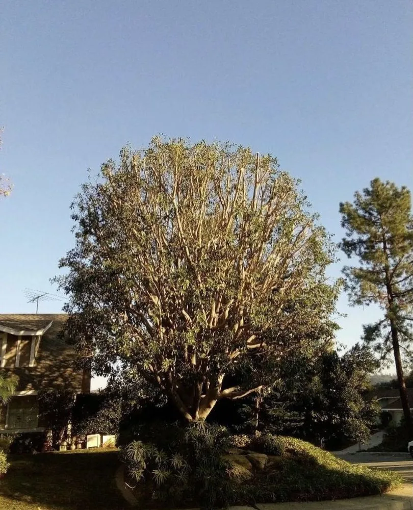 Affordable landscaping services in Pasadena, CA - Villalon Garden Service and Care