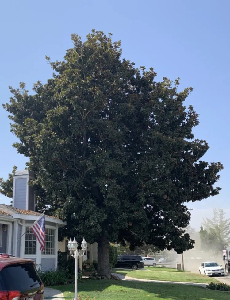 Professional outdoor landscaping in Pasadena, CA - Villalon Garden Service and Care