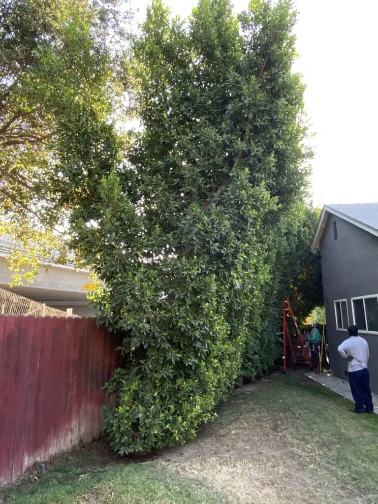 Top-rated yard maintenance experts serving Pasadena, CA - Villalon Garden Service and Care