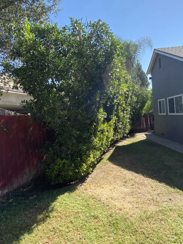 Professional outdoor landscaping for outdoor upgrades in Pasadena, CA by Villalon Garden Service and Care