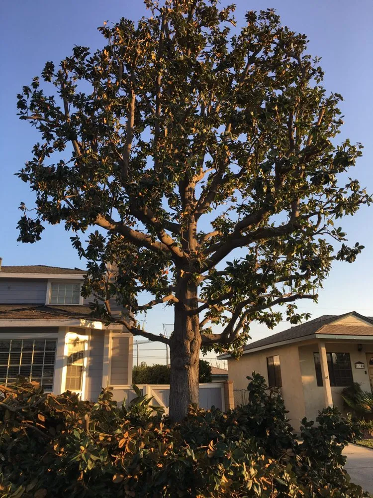 Custom landscape design with custom design across Pasadena, CA - Villalon Garden Service and Care