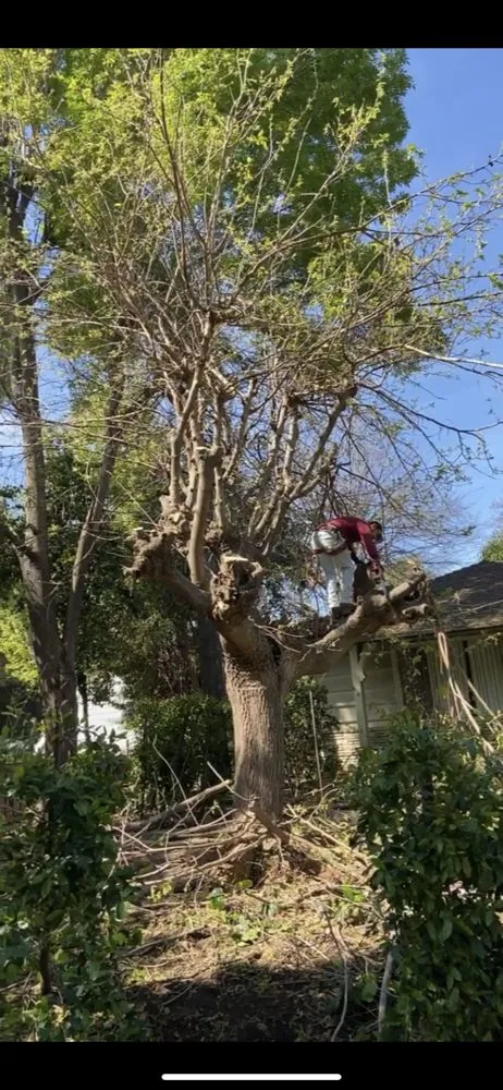 Expert lawn mowing service for outdoor upgrades across Pasadena, CA - Villalon Garden Service and Care