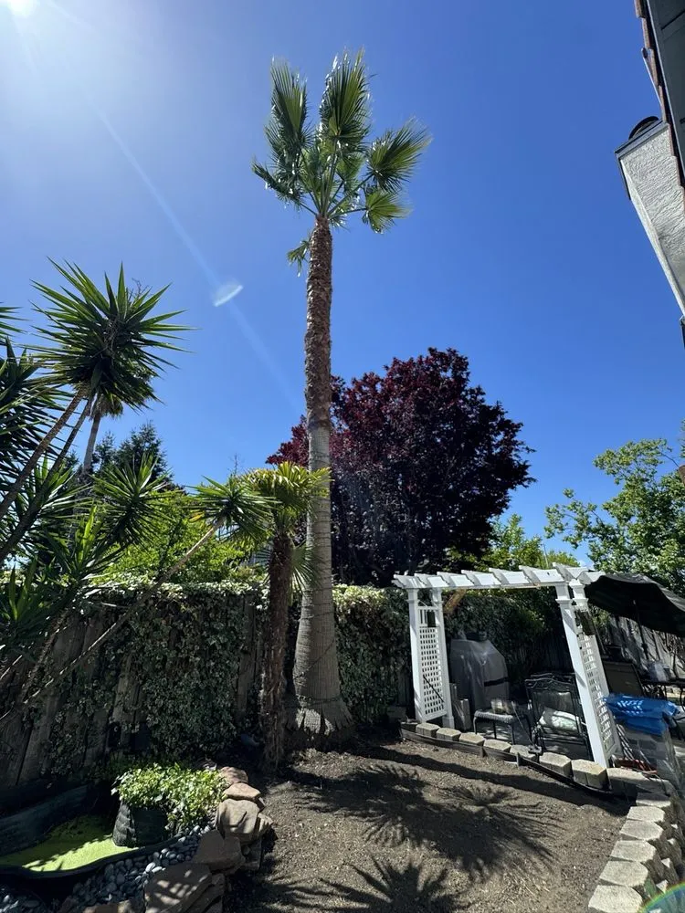 Top-rated landscape design in Tracy, CA - Villanueva Landscaping