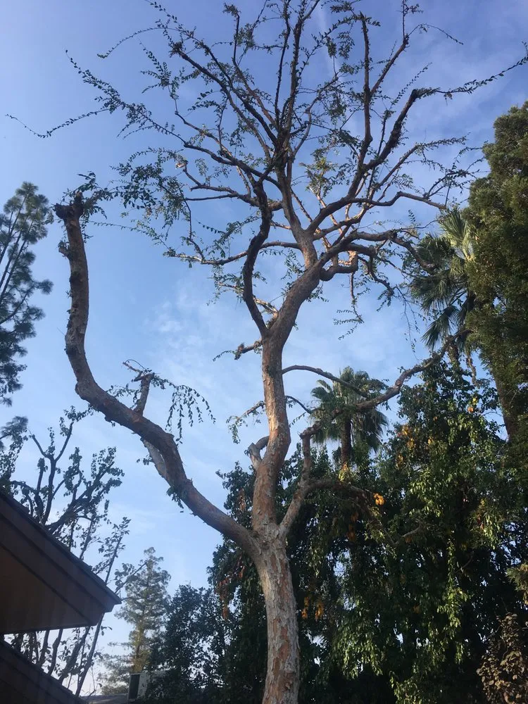 Expert landscaping services for homes across Bakersfield, CA - Villa's Gardening