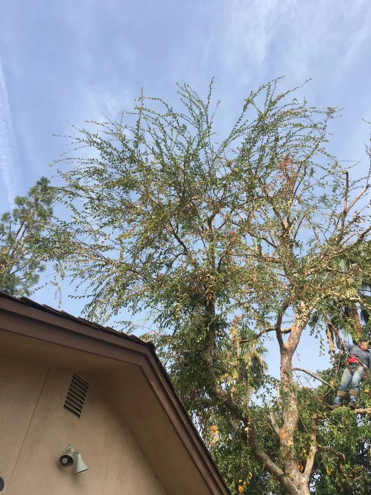 Professional lawn mowing service experts serving Bakersfield, CA - Villa's Gardening