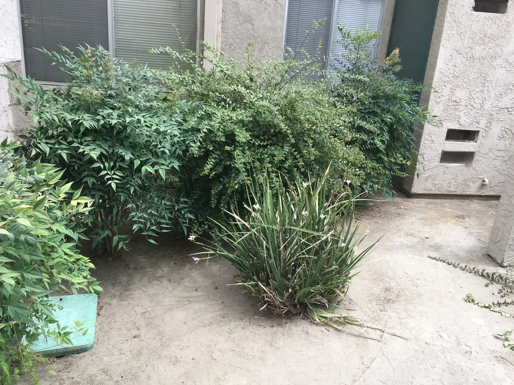 Local landscape design in Bakersfield, CA by Villa's Gardening