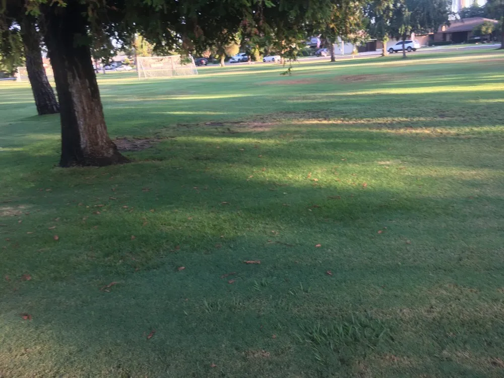 Professional outdoor landscaping in Bakersfield, CA by Villa's Gardening