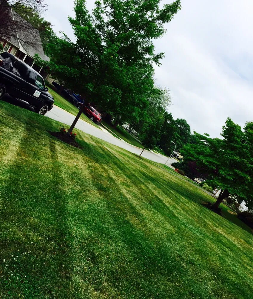 Reliable yard cleanup service in Hyattsville, MD by Villatoro Lawns and Gardens