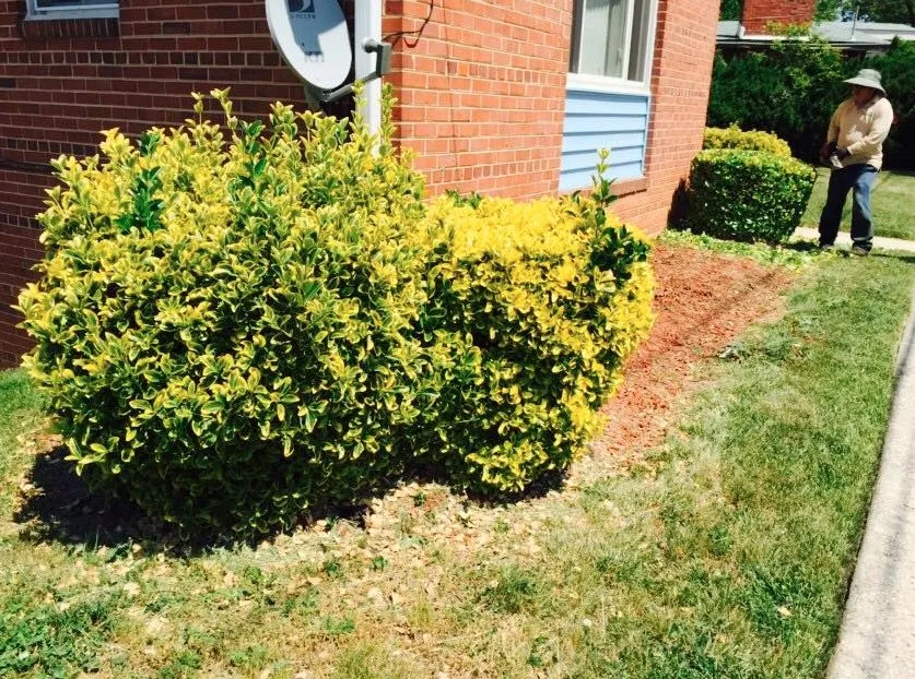 Custom lawn care service experts serving Hyattsville, MD - Villatoro Lawns and Gardens