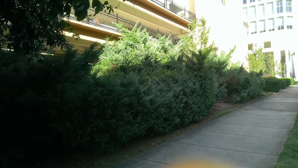 Expert yard maintenance in Concord, NC by Villatoros Lawn Care and Landscape