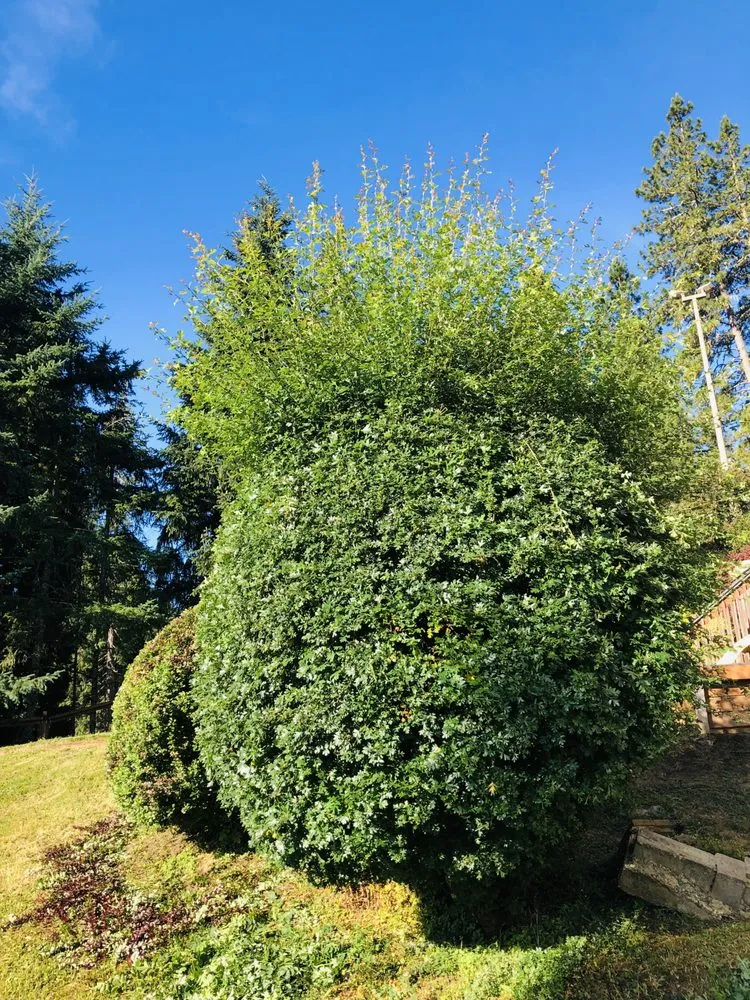 Reliable landscape installation for homes in Eugene, OR by Villeda Landscaping & Maintenance