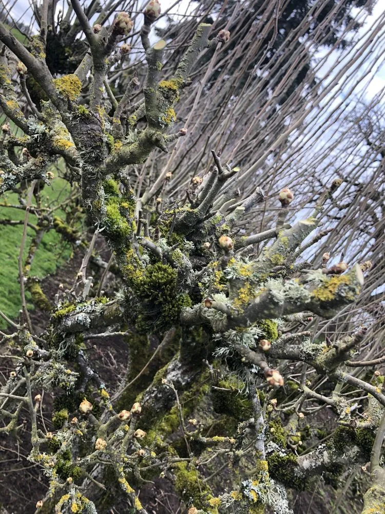 Local outdoor landscaping for outdoor upgrades across Eugene, OR - Villeda Landscaping & Maintenance