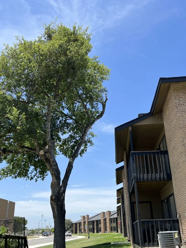 Trusted lawn care service in San Antonio, TX by Villeda tree and landscaping