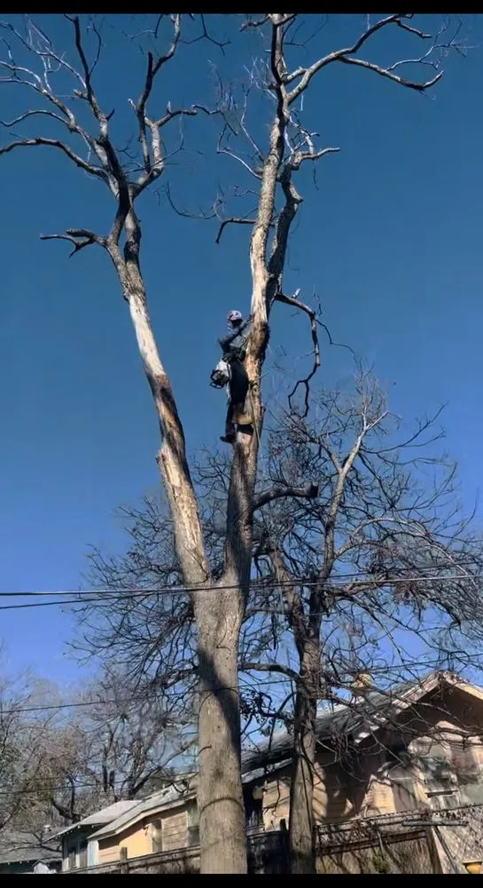 Reliable outdoor landscaping for residential properties in San Antonio, TX by Villeda tree and landscaping