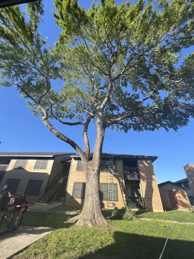 Reliable residential landscaping in San Antonio, TX - Villeda tree and landscaping