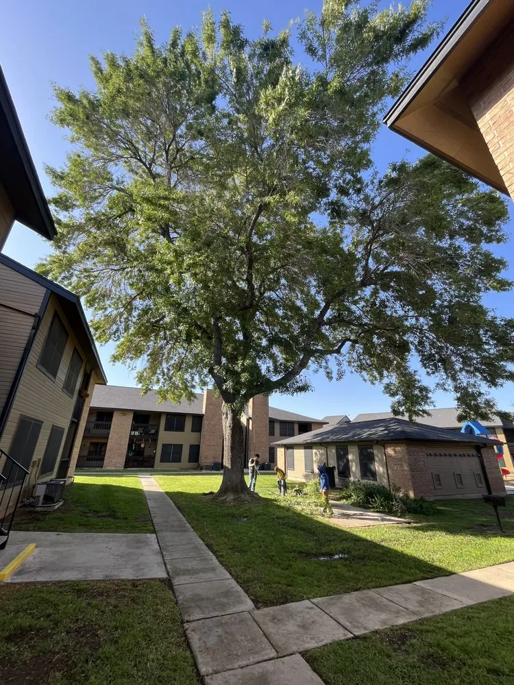 Local yard cleanup service in San Antonio, TX by Villeda tree and landscaping