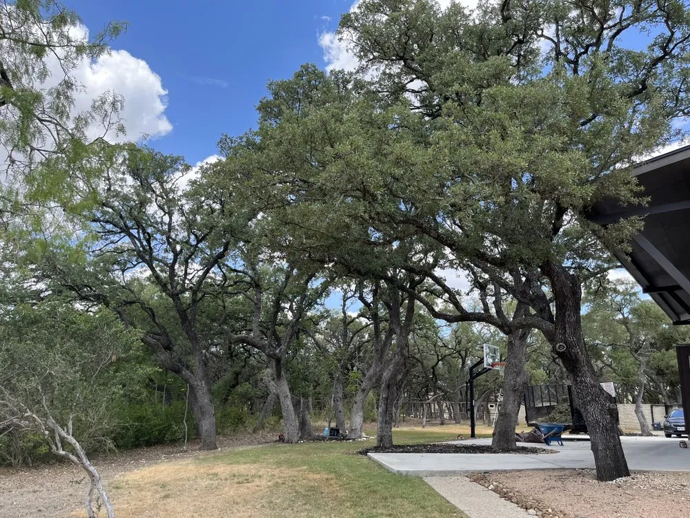 Reliable yard cleanup service for homes across San Antonio, TX - Villeda tree and landscaping