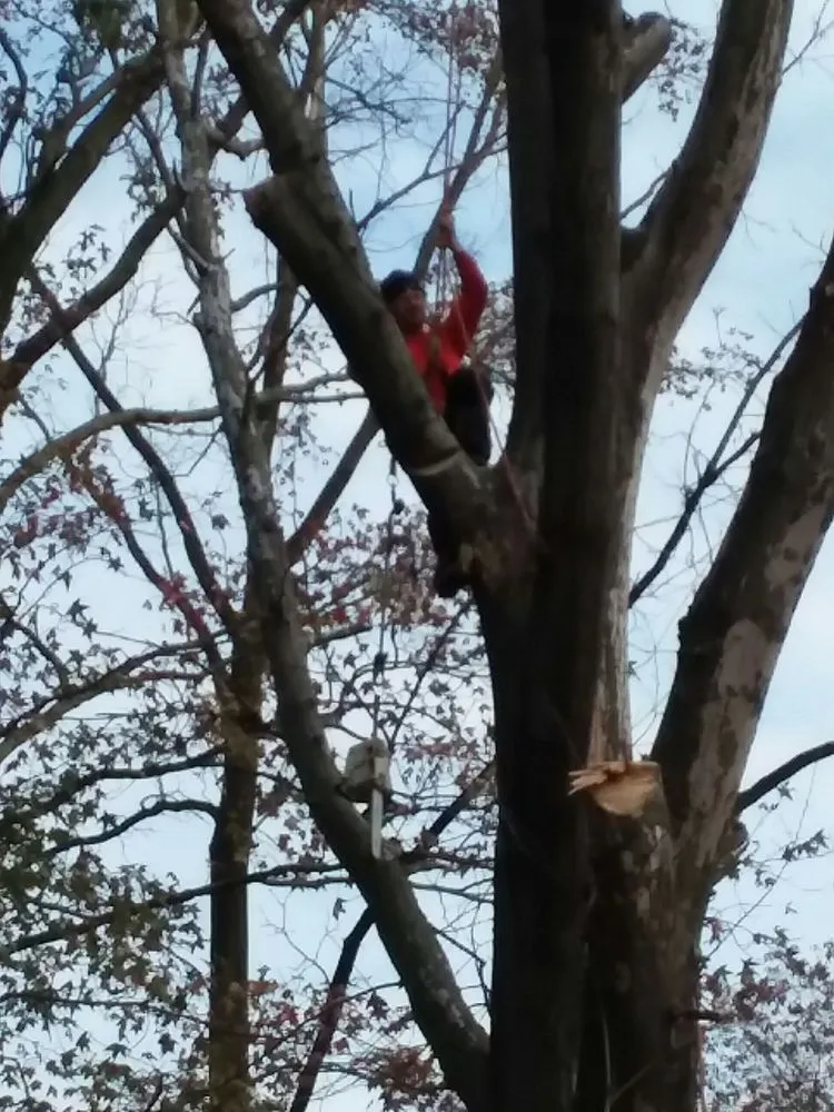 Expert yard cleanup service in Blackwood, NJ by Vince's Tree & Landscaping Service