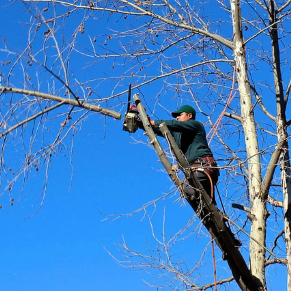 Top-rated garden landscaping experts serving Pierz, MN - Vince's Tree and Landscaping