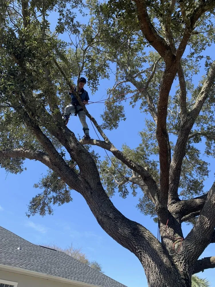 Reliable landscape installation in Pensacola, FL - Vine and Branches Lawn and Tree Service