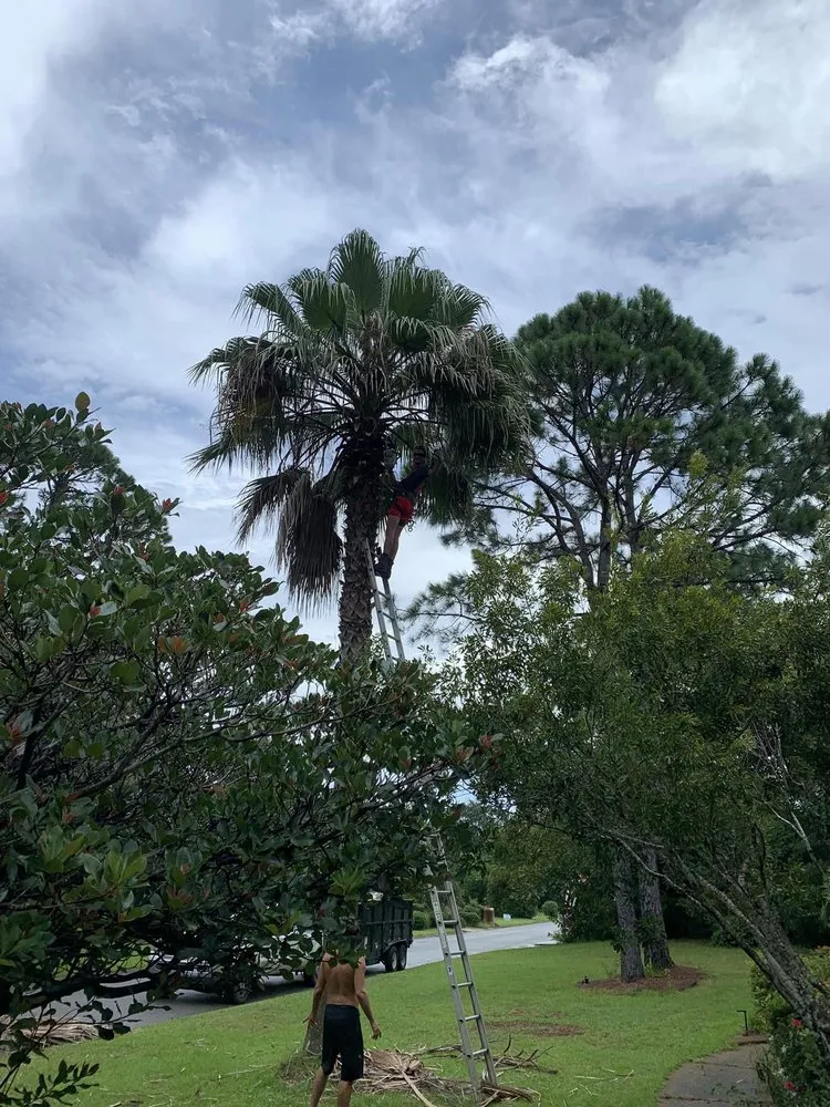 Affordable landscape installation in Pensacola, FL by Vine and Branches Lawn and Tree Service