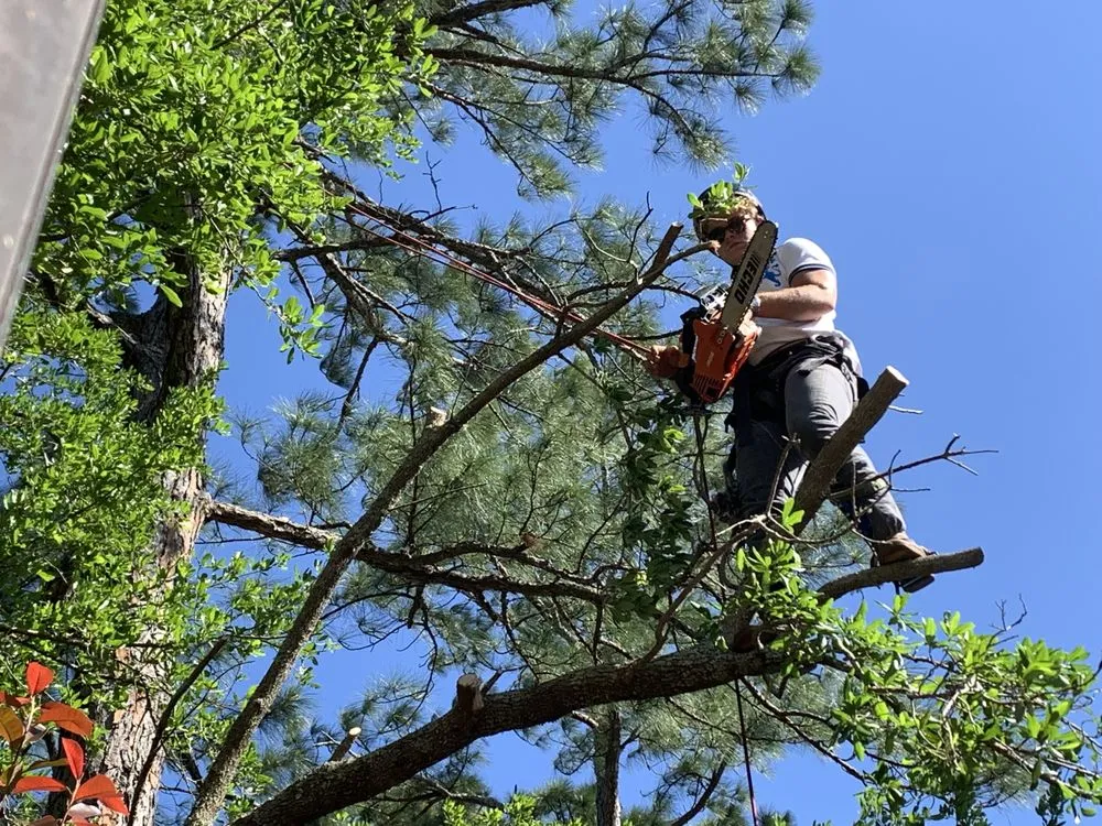 Affordable landscaping services in Pensacola, FL by Vine and Branches Lawn and Tree Service