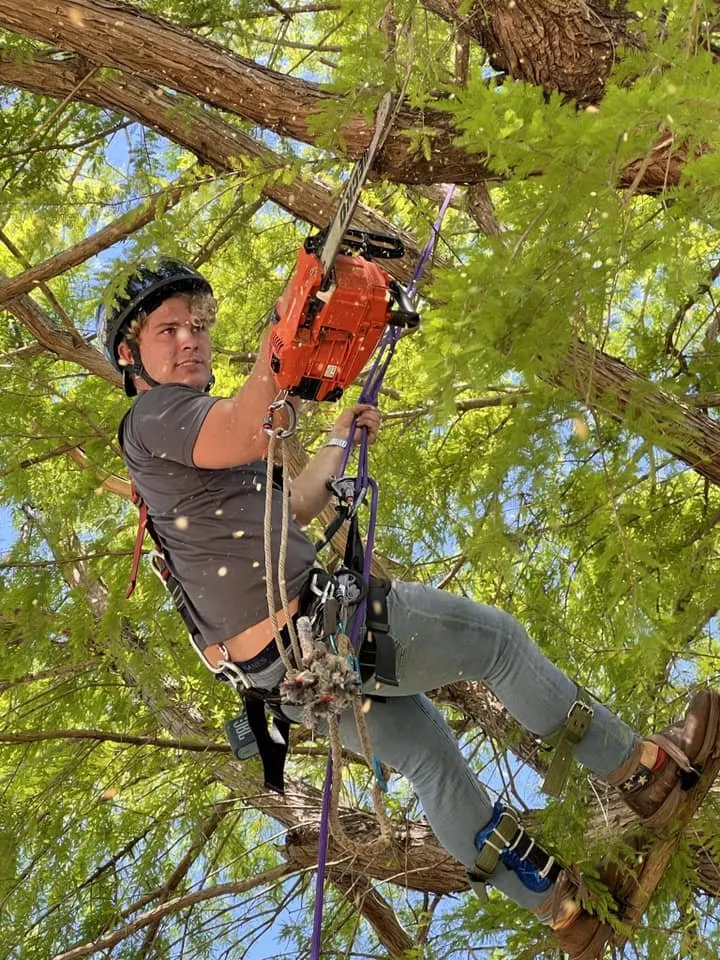 Affordable yard maintenance experts serving Pensacola, FL - Vine and Branches Lawn and Tree Service