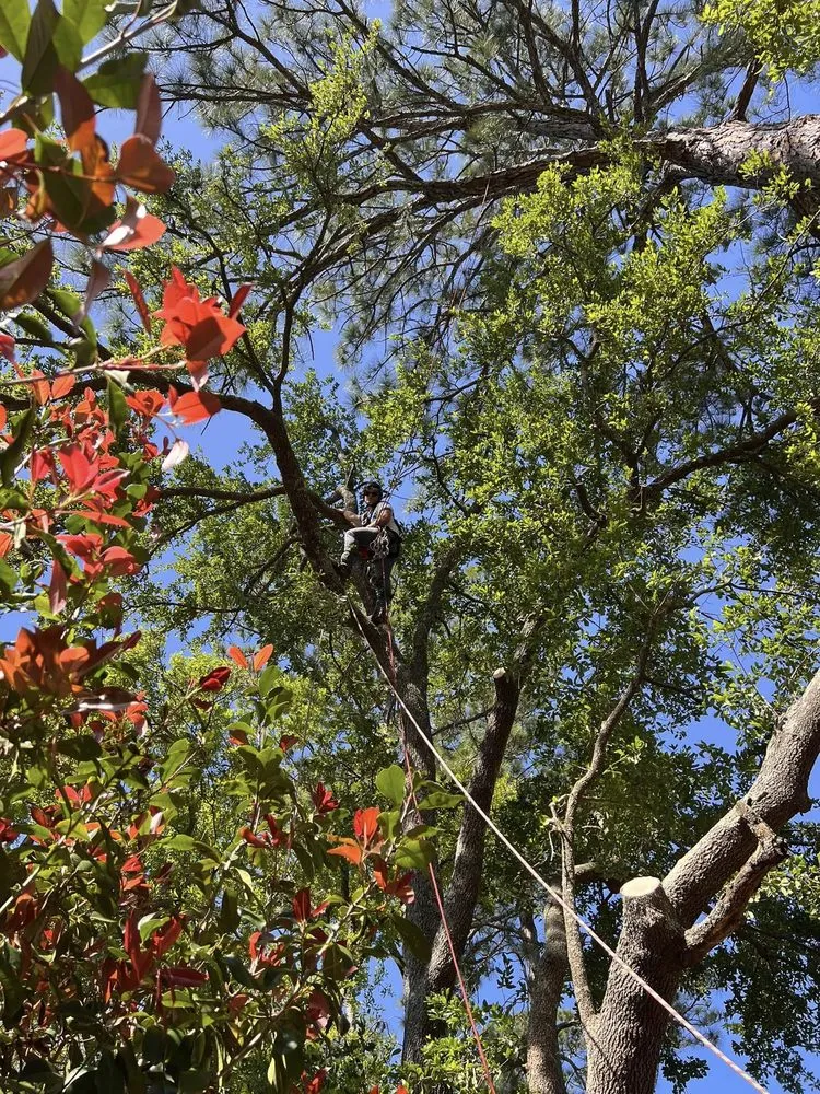 Professional residential landscaping in Pensacola, FL - Vine and Branches Lawn and Tree Service