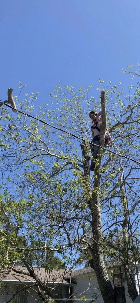 Professional yard maintenance for beautiful yards in Pensacola, FL by Vine and Branches Lawn and Tree Service