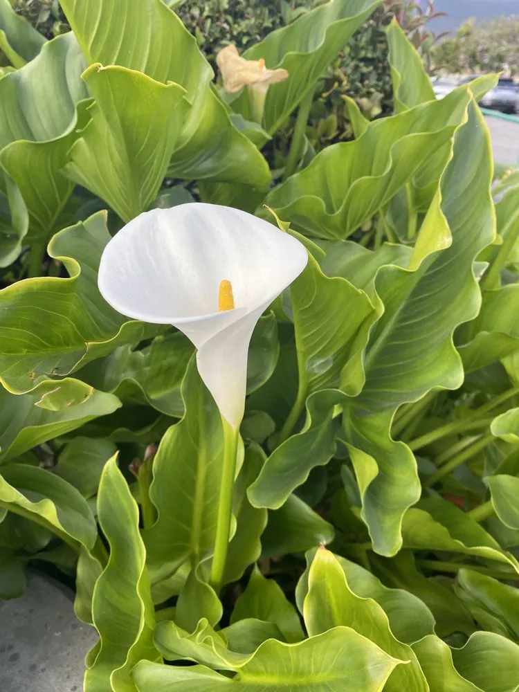 Custom landscape installation in West Hills, CA - Vinella Garden