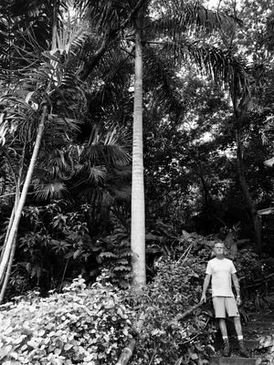 Vines & Branches Logo