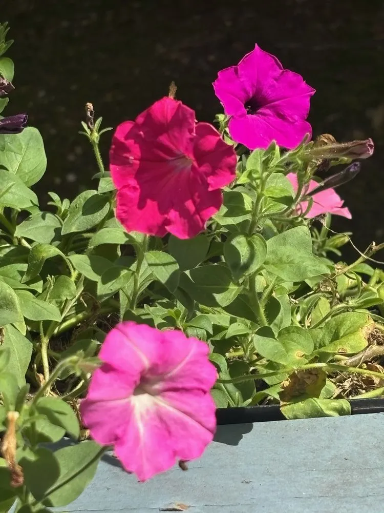 Reliable landscaping services with custom design across Upper Marlboro, MD - Vinescaping