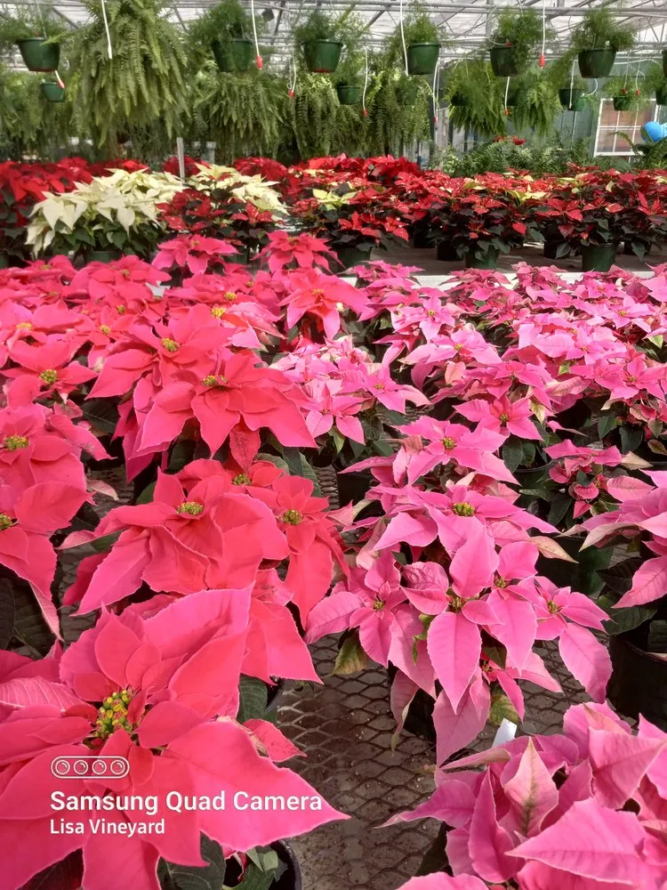 Affordable yard maintenance for residential properties in Knoxville, TN by Vineyard's Landscaping