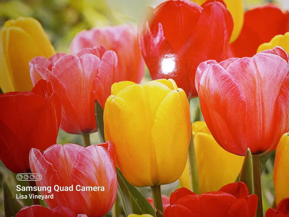 Professional garden landscaping for year-round maintenance across Knoxville, TN - Vineyard's Landscaping