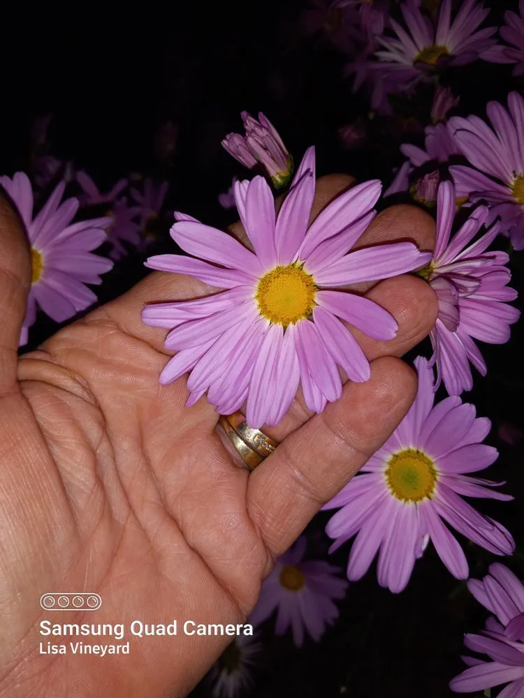 Professional lawn care service experts serving Knoxville, TN - Vineyard's Landscaping