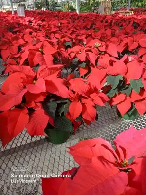 Vineyard's Landscaping Logo