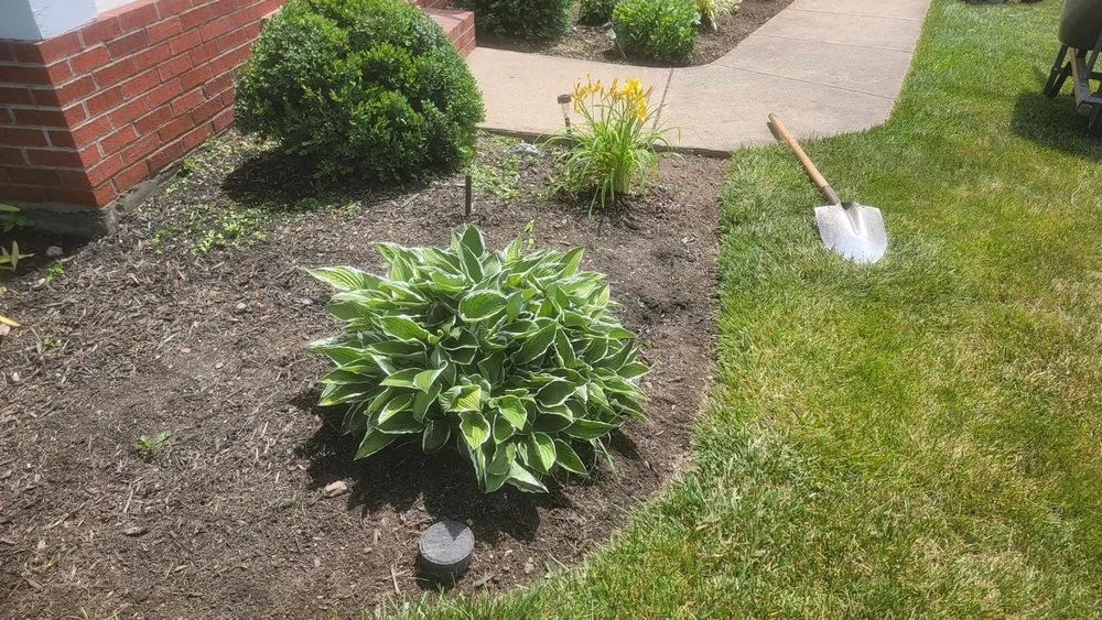 Trusted lawn care service in San Marcos, CA by Vinland Landscape