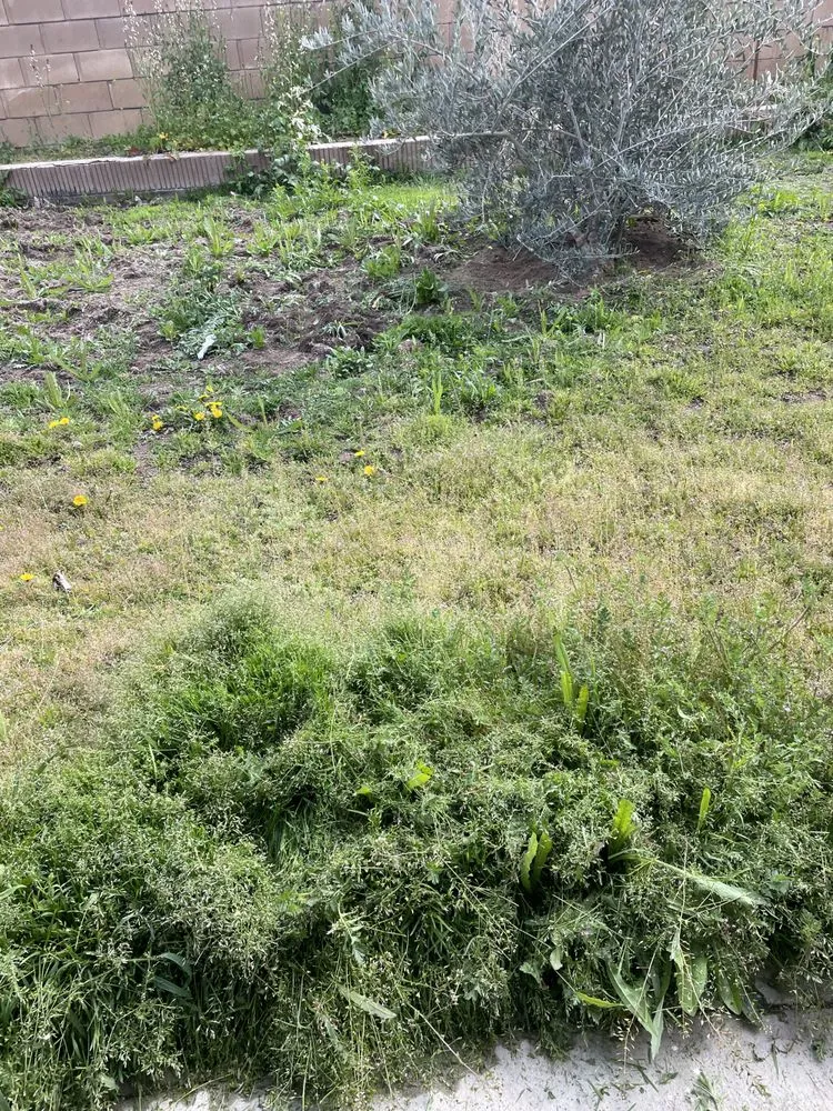 Professional lawn care service experts serving Lancaster, CA - Vinland Mowing