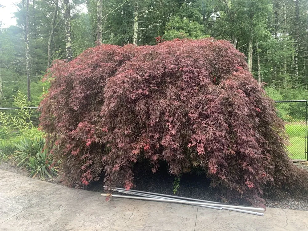 Reliable landscaping services experts serving Raynham, MA - Vinny & Campos Landscaping