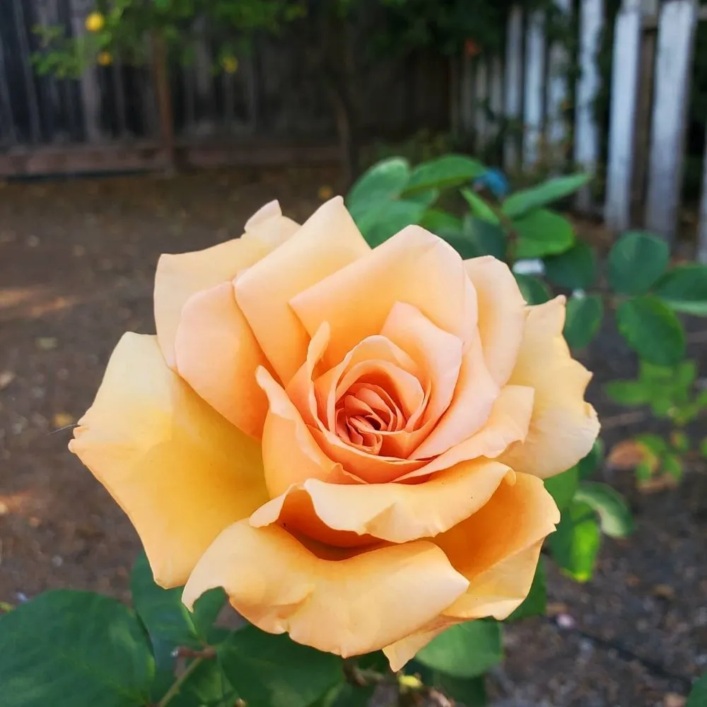 Trusted garden landscaping for residential properties across Santa Clara, CA - Vintage Lawn Service