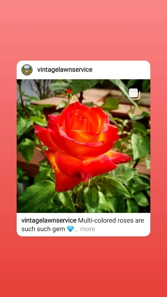 Reliable lawn mowing service for homes in Santa Clara, CA by Vintage Lawn Service