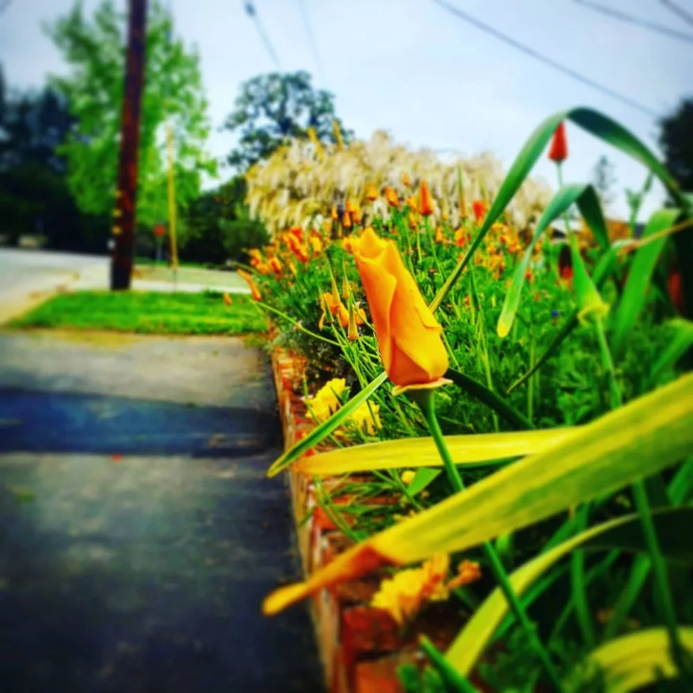 Reliable yard cleanup service in Santa Clara, CA - Vintage Lawn Service