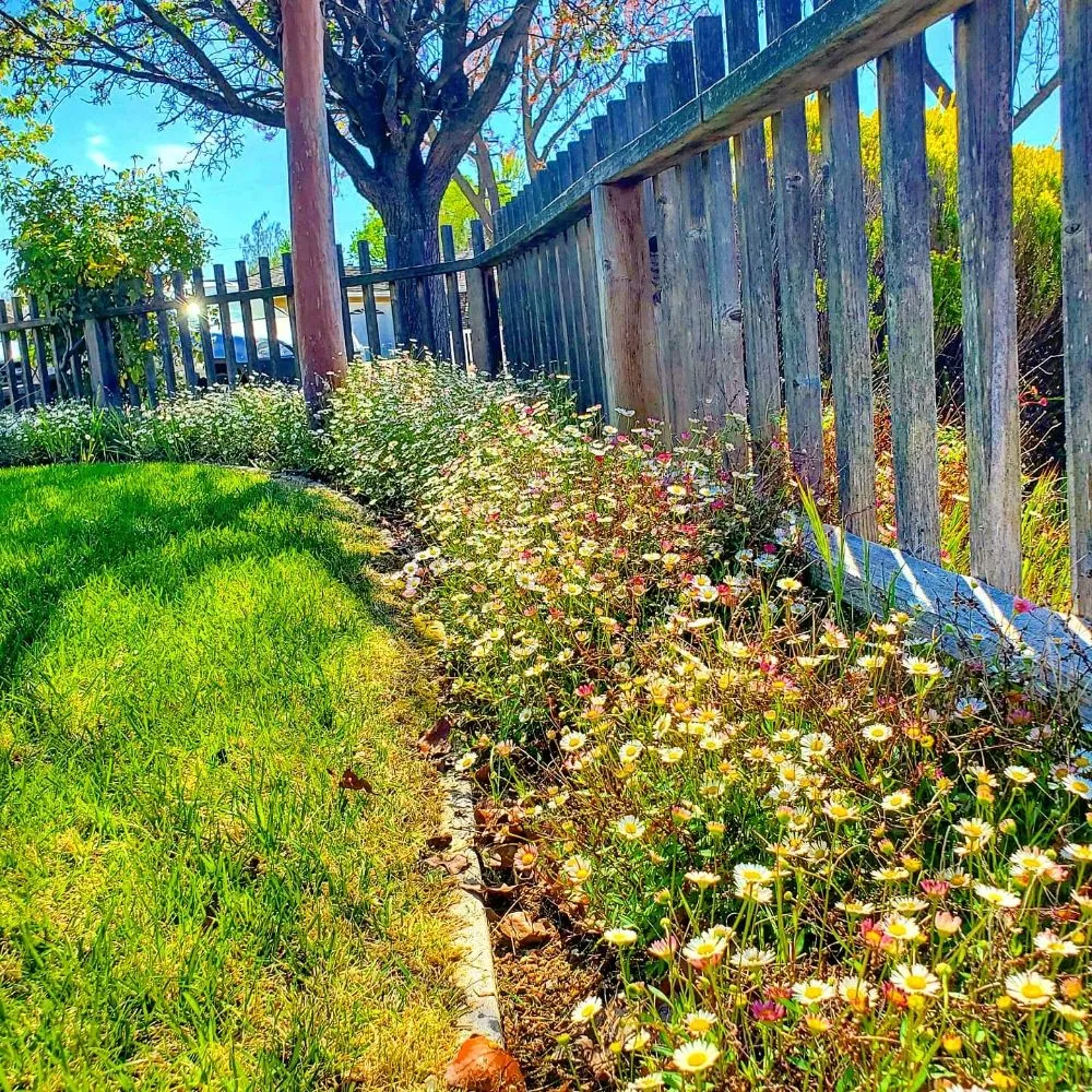 Expert residential landscaping for residential properties across Santa Clara, CA - Vintage Lawn Service