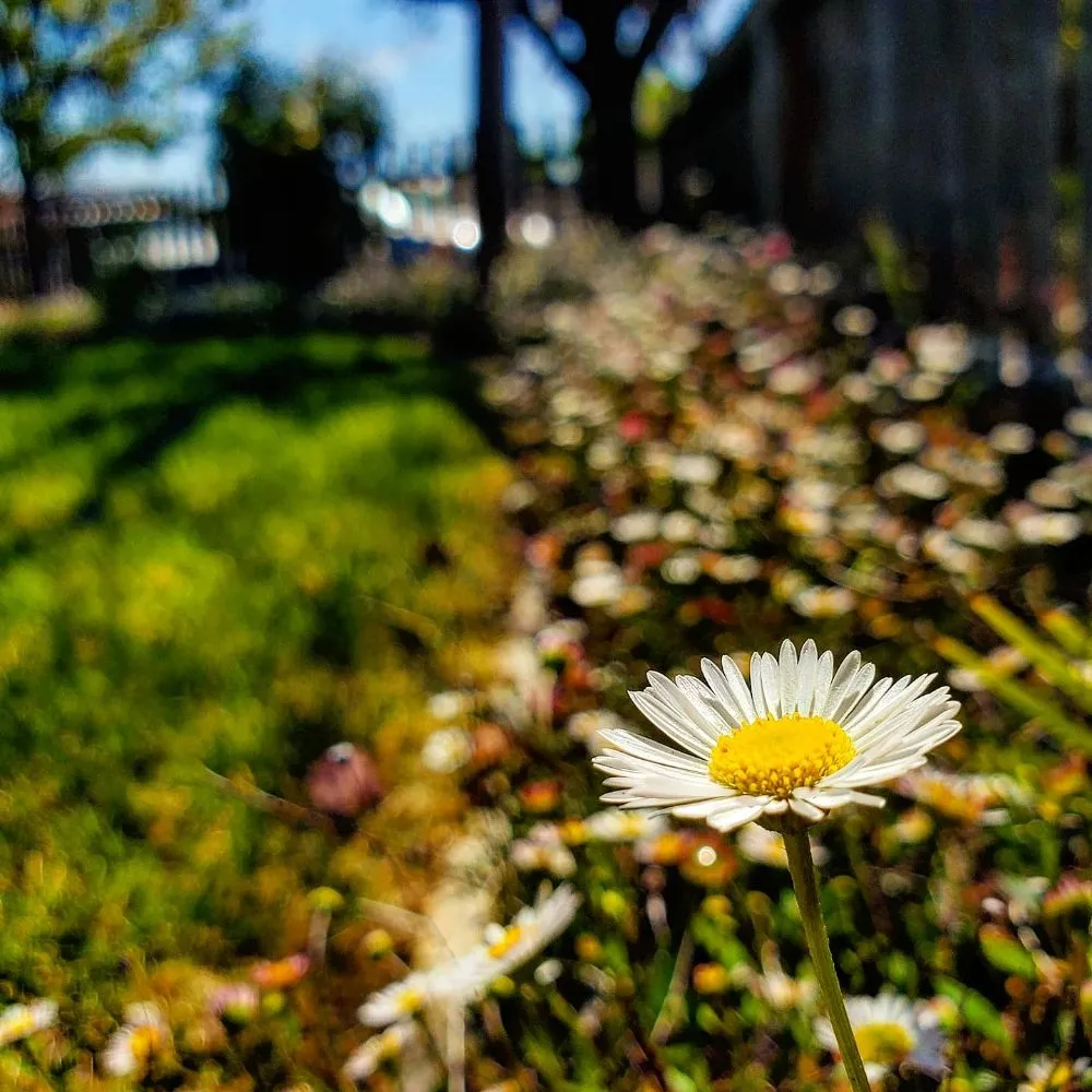 Custom yard maintenance experts serving Santa Clara, CA - Vintage Lawn Service