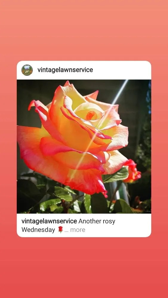 Trusted garden landscaping for year-round maintenance across Santa Clara, CA - Vintage Lawn Service