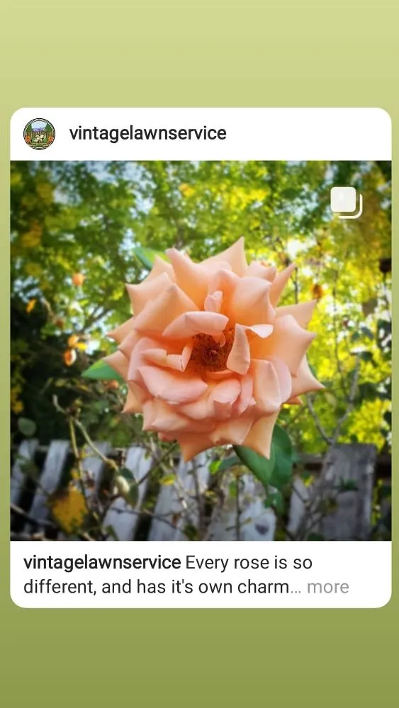 Trusted landscaping services experts serving Santa Clara, CA - Vintage Lawn Service