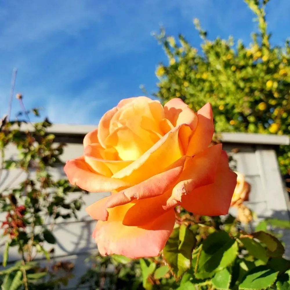 Top-rated yard cleanup service in Santa Clara, CA - Vintage Lawn Service