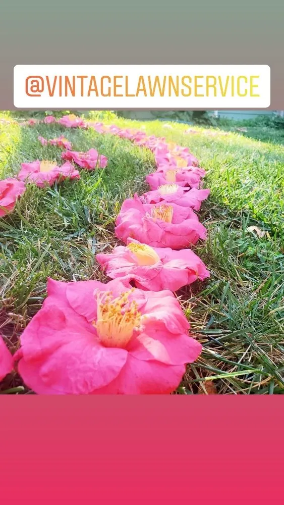 Top-rated landscaping services for homes across Santa Clara, CA - Vintage Lawn Service