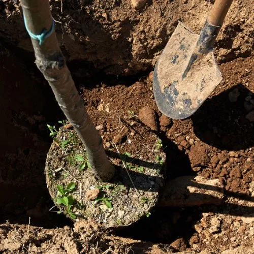 Professional landscaping services in Harrisville, RI by Vintage Lawns